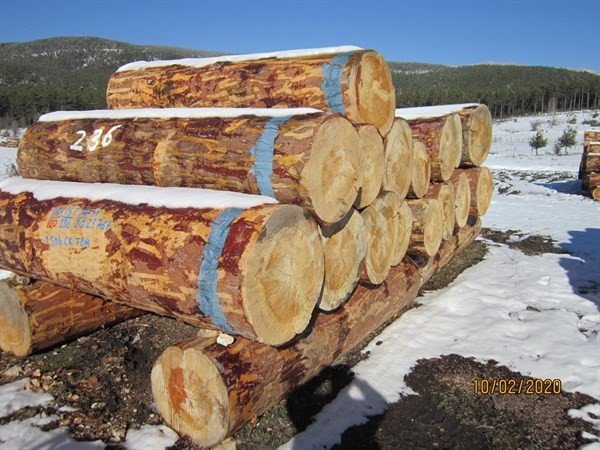 Kütahya’da 2 milyon 96 bin TL orman emvali satışı