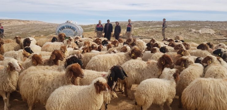 Şanlıurfa’da hayvan hırsızları tutuklandı