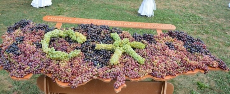 Tekirdağ’da 55 yıllık milli hazinede bin 439 yerli üzüm çeşidi koruma altın alındı
