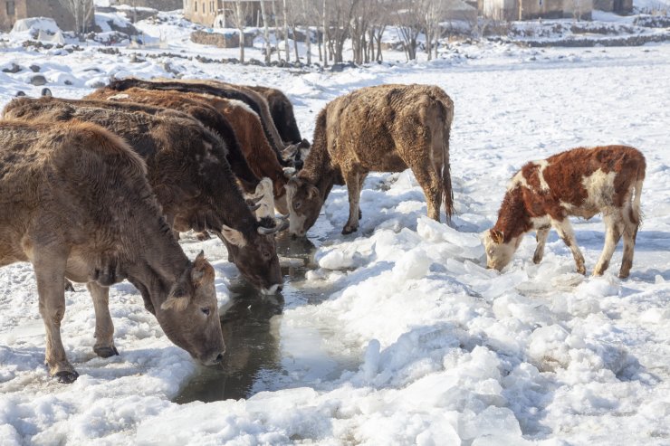 Bitlis'te besiciler, yüzeyi donan gölde buzu kırıp hayvanlara su içiriyor