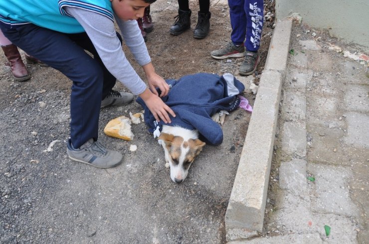 Yaralı köpeğin altına örtü, üzerine mont örttüler