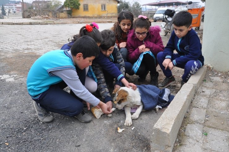 Yaralı köpeğin altına örtü, üzerine mont örttüler