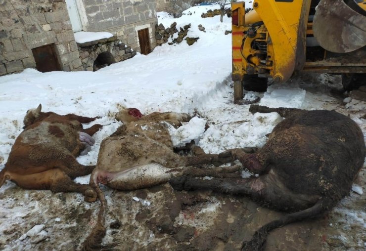 Karın ağırlığını taşıyamayan ahırın çatısı çöktü: 3 büyükbaş hayvan telef oldu