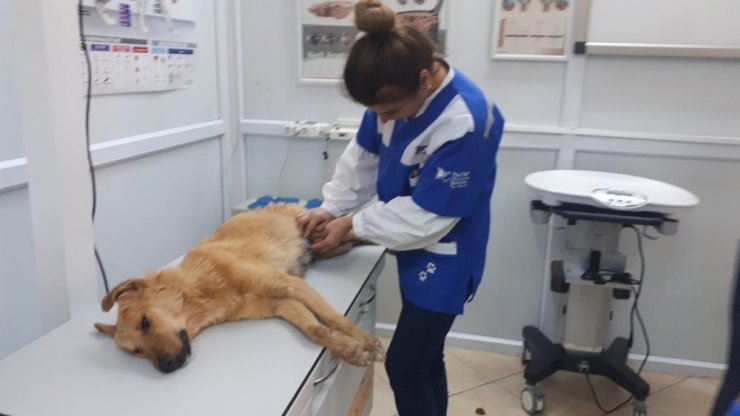 Yavruları olan anne köpek tüfekle vuruldu