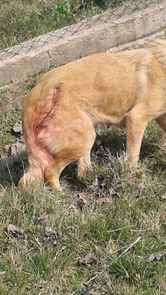 Yavruları olan anne köpek tüfekle vuruldu