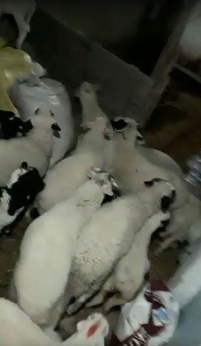 Kuzuların yüksek ses çıkarmasından şüphelendi, video çekerken depremi kaydetti