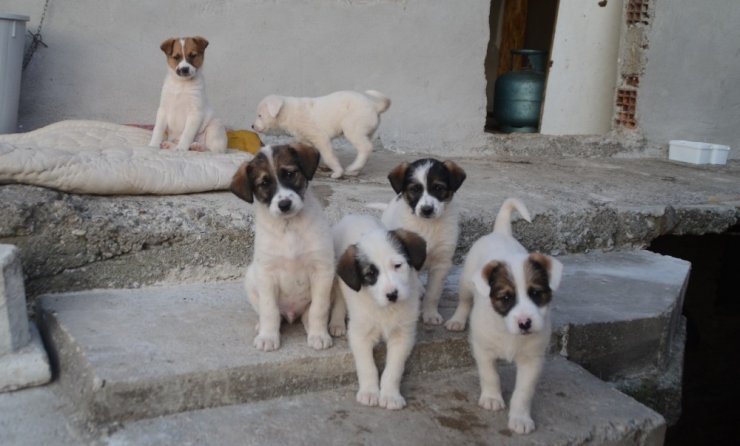 Köpeği için gözyaşı döktü