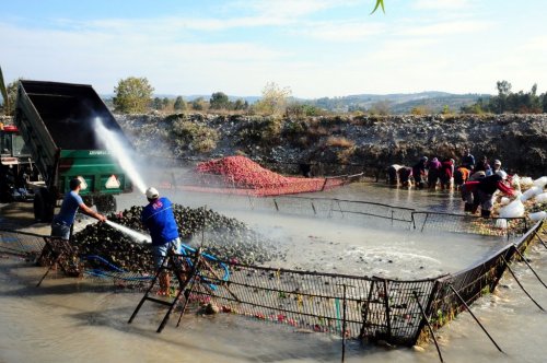 Turp, bu yıl üreticisini üzdü