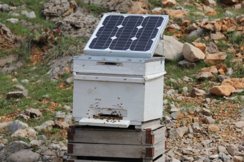 Arılar soğuktan ölünce güneş enerjili kovan geliştirdi