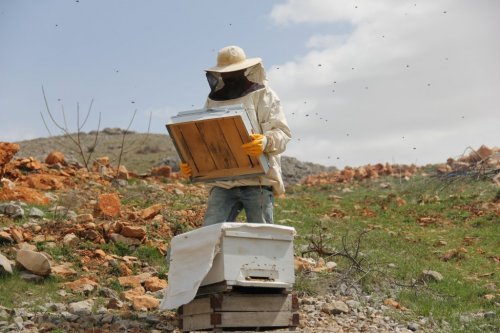Arılar soğuktan ölünce güneş enerjili kovan geliştirdi
