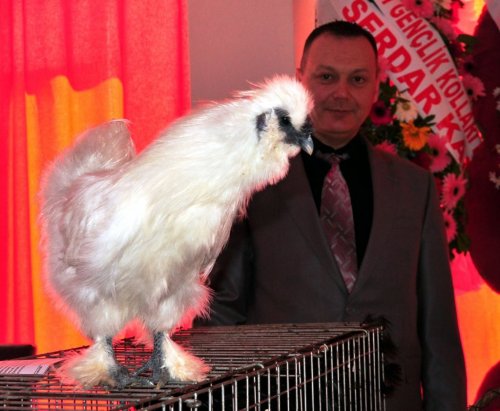 Bu tavukların yumurtaları da çok kazançlı