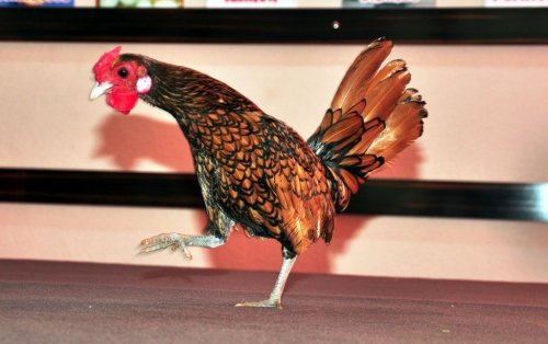 Bu tavukların yumurtaları da çok kazançlı