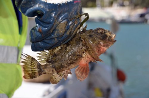 Bodrum'da deniz temizliği çalışması