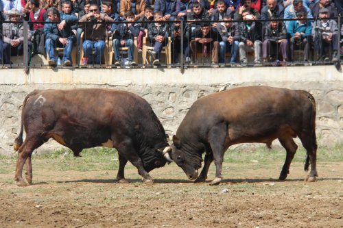 Artvin'deki sezonun ilk boğa güreşi etkinliği sona erdi