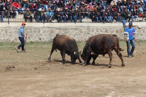 Artvin'deki sezonun ilk boğa güreşi etkinliği sona erdi