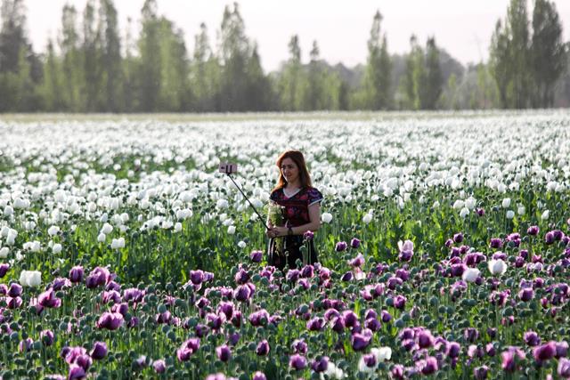 antalya-yolunda-tatilcilere-afyon-cicegi-(3).jpg