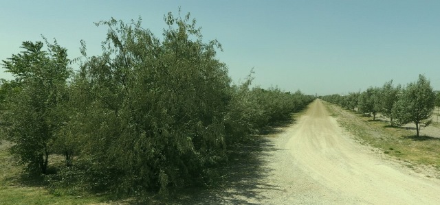 aslim-ormani-ile-igde-kokulari-karatay’i--(2).jpeg