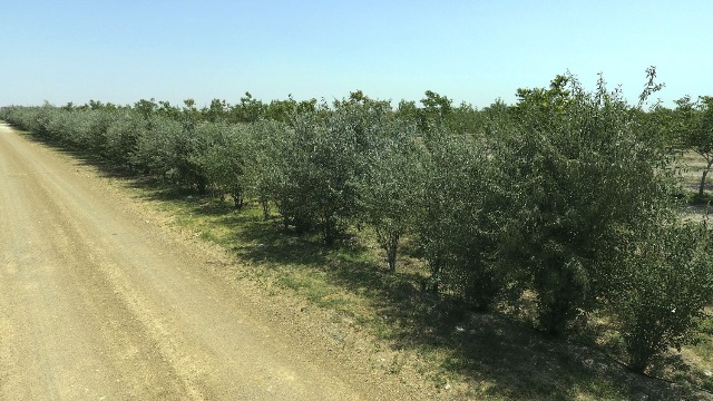 aslim-ormani-ile-igde-kokulari-karatay’i--(3).jpeg