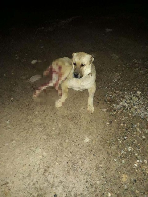 bahcesine-giren-kangal-kopegi-av--(4).jpg