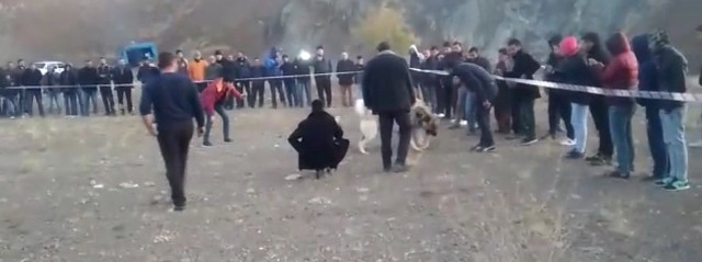 bahisle-kopek-dovusune-jandarma-baskini--(2).jpg
