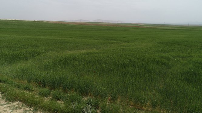bugday-ekim-alanlarindaki-daralm-(3).jpg