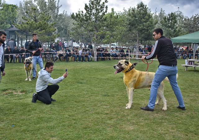coban-kopekleri,-turkiye--(5).jpg