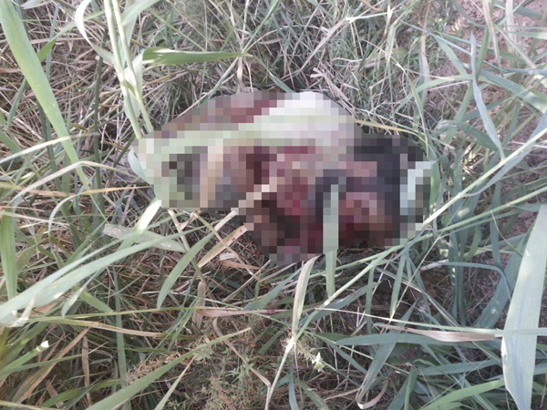 daes-ceset-002.jpg daes-ceset-002.jpg