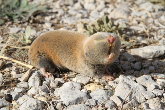 ekolojik-kapanla-dogal-denge-korunuyor.jpg