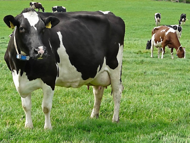 fetonunn-inekleri-(1).jpg