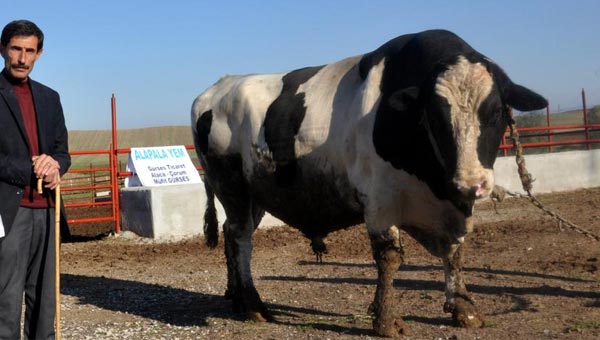 fft16_mf4832286.jpeg fft16_mf4832286.jpeg