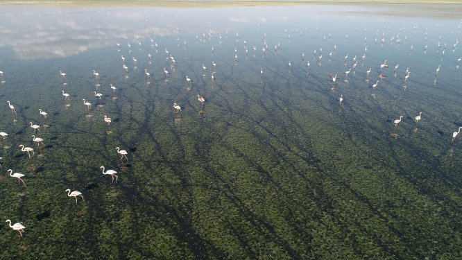 flamingo-cennetinde-kuraklik-nedeniyle-yasam-alani-daraliyor_7353_dhaphoto5.jpg