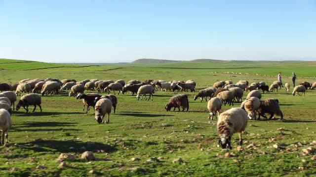 hayvancilik-(3)-002.jpg
