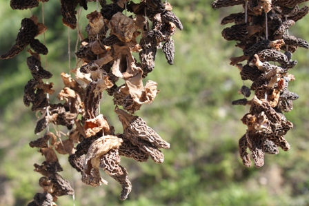 img_4006.jpg img_4006.jpg