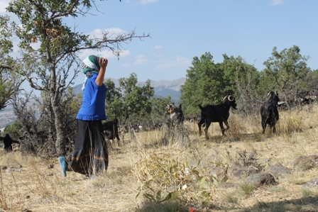 img_7269-001.jpg img_7269-001.jpg