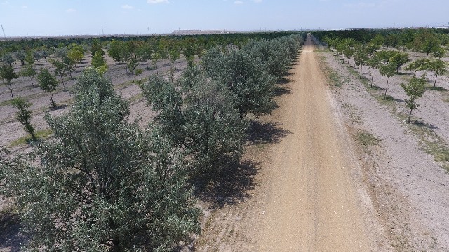 karatay’da-yesil-alanlar-artiyor--(1).jpg