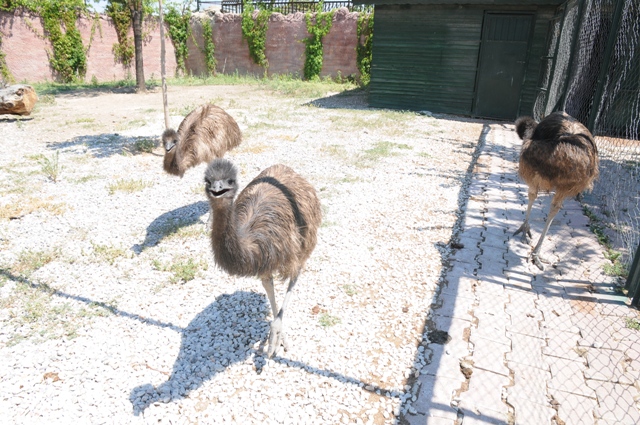 karatay-hayvanat-bahcesinin-yeni--uyeleri-emu-kuslari-(3).jpg