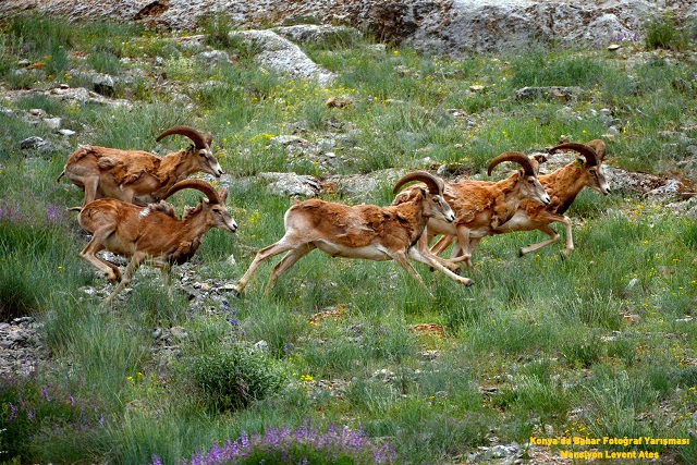 konya’da-bahar-fotograf-yarismasinda-kazananlar-belli-oldu-(3).jpg