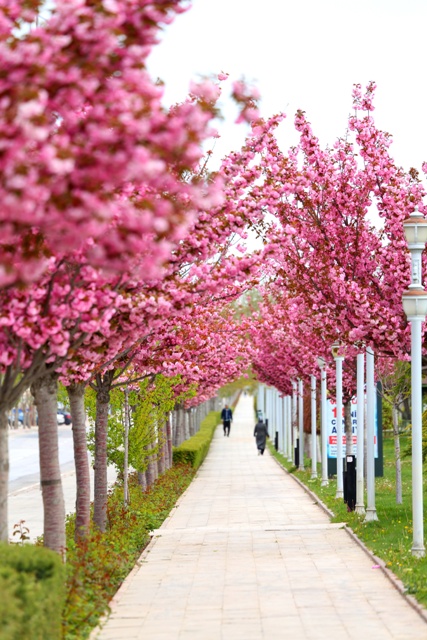 konya’da-sakura-zamani--1.jpg
