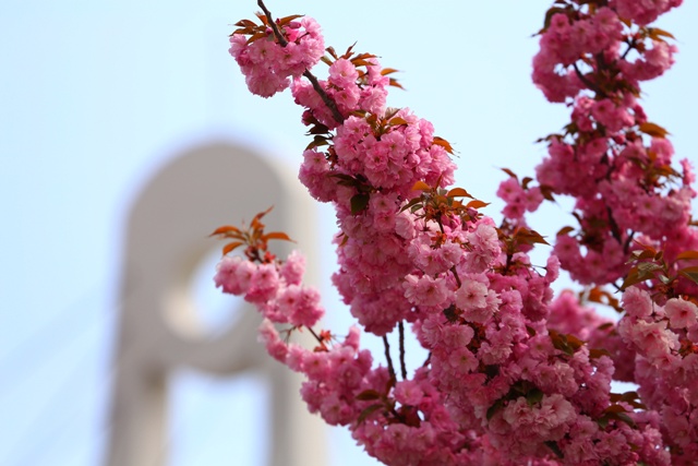 konya’da-sakura-zamani--2.jpg