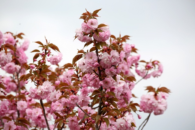 konya’da-sakura-zamani--5.jpg