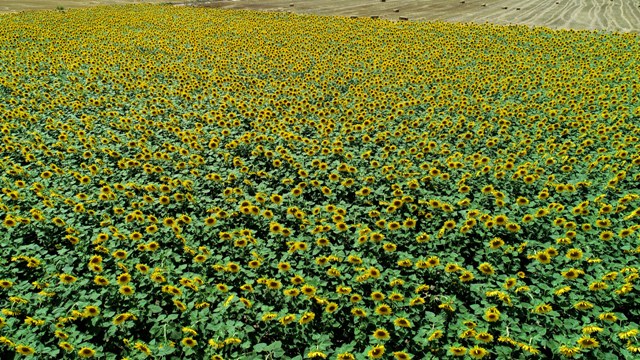 konya,-aycicek-uretinde--(2).jpg