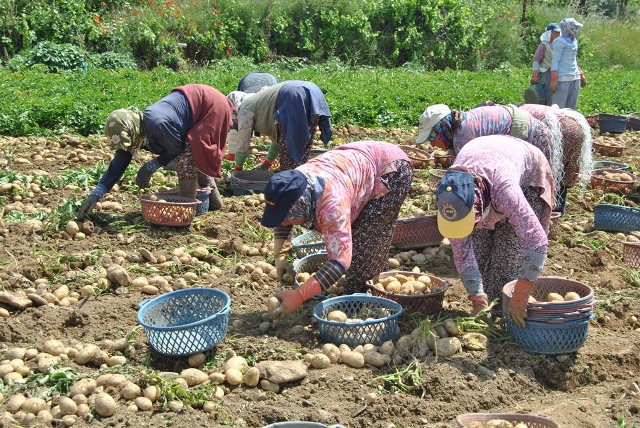 konya,-patates-uretiminde--(8).jpg