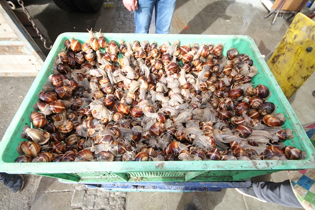 konyada-salyangoz-sezonu-acildi---(1).jpg