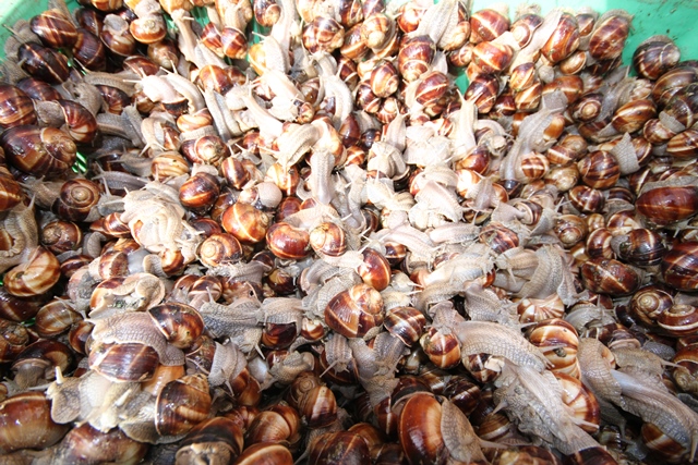 konyada-salyangoz-sezonu-acildi---(2).jpg