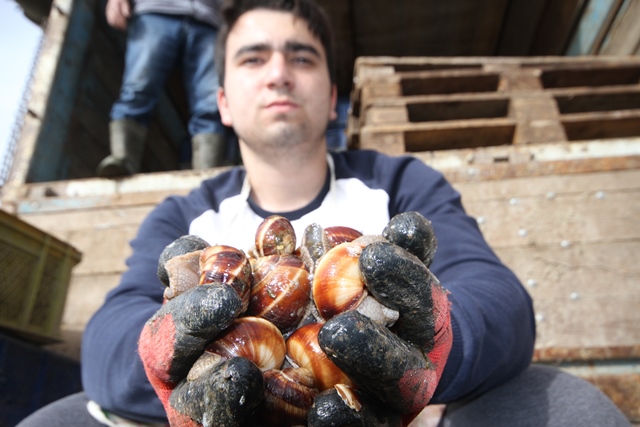 konyada-salyangoz-sezonu-acildi---(5).jpg