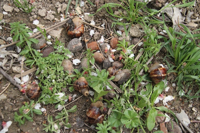 konyada-salyangoz-sezonu-acildi---(6).jpg