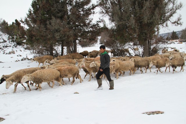 koyun-surulerinin-kar-uzerinde-su-yolculugu--(2).jpg
