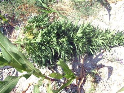 misir-tarlasinda-27-bin-kok-hintkeneviri-3822945_o.jpg
