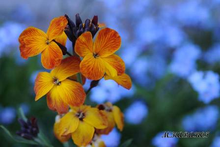 resim1-001.jpg resim1-001.jpg