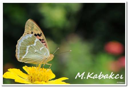 resim3-001.jpg resim3-001.jpg